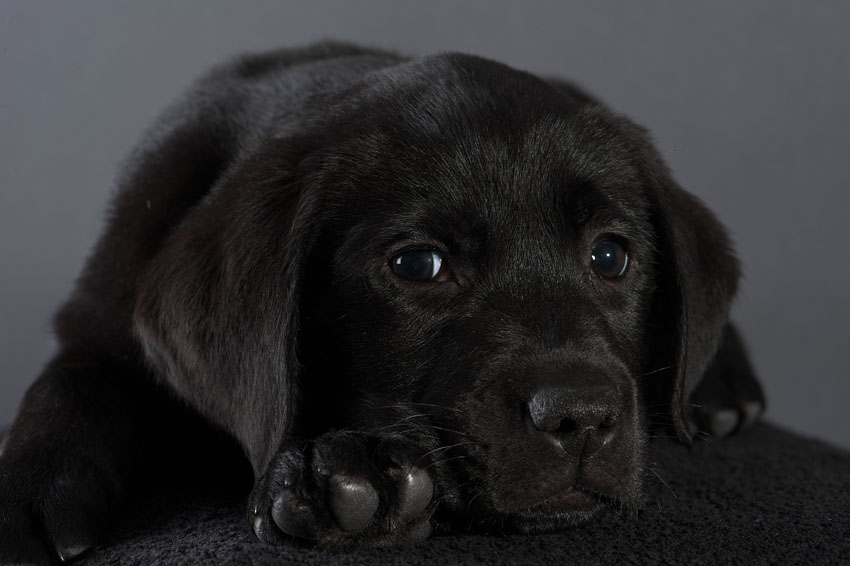 W-Numerus V ex Chelsea  "Remo"