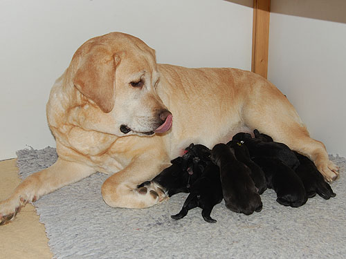 W-Wurf - wenige Stunden alt