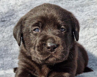 Wellington ex Chelsea