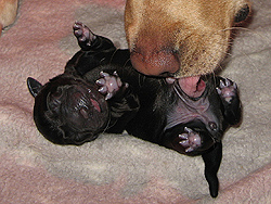 'Maxima ex Chelsea' kurz nach der Geburt