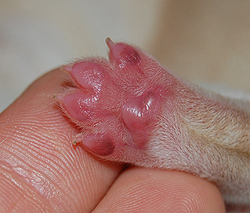 Pfote eines neugeborenen Labrador-Retriever-Welpen