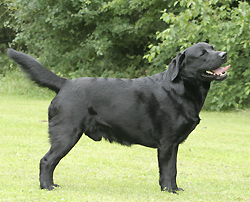 Beechcroft's American Style