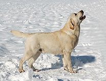 Cosadolce Signed And Sealed