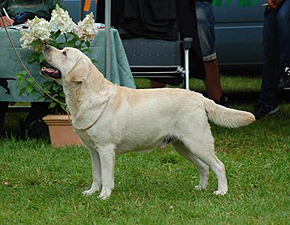 Devonshires Not Your Average Joe