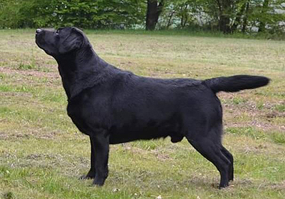 Faithful Paw's Heartbreaker