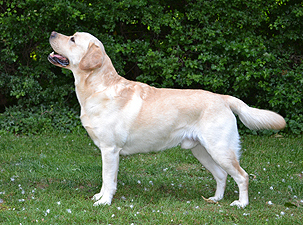 Francolino ex Chelsea