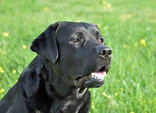 Ginostra's Handsome Wallace