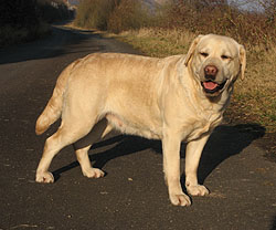 Alflasker I Have A Dream