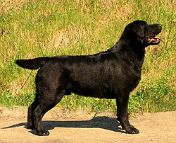 A Sense Of Pleasure's I'm A Joker