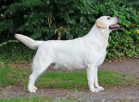 Mallorn's Silver Surfer