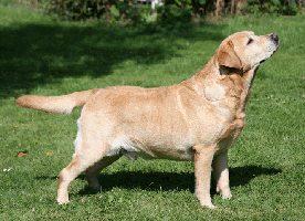 Oliver od Himalajskeho Cedru