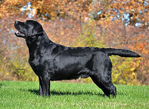 Piccadilly's Roccin' The Shades