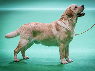 Richbourne Living Legend