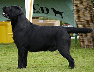 Richbourne Star Of Night