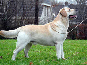 Rocheby Frosted Jack