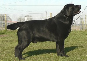 Sheabourne's Finigan Rainbow