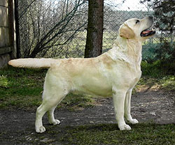 Tapeatom Born A Star