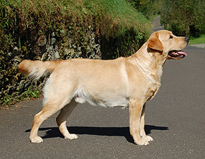 CH Xanthos ex Chelsea