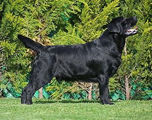 Loretta Costa Retrievers Xiao