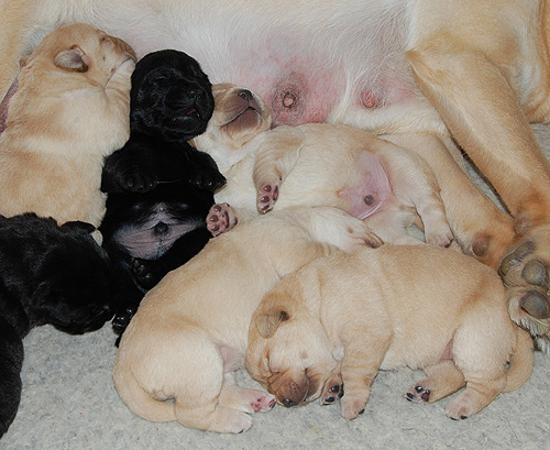 X-Wurf   *   10 Tage alt