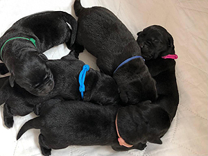 A-Wurf nach CH Xanthos ex Chelsea (Black Shell Aquitanis)