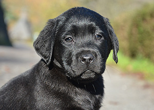  P-ll-Wurf  "... ex Chelsea"