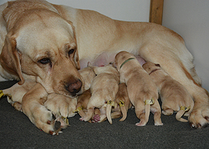  S-ll-Wurf  "... ex Chelsea"