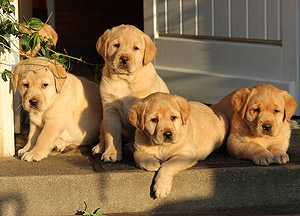 Xanthos' Nachzucht "vom Littard"
