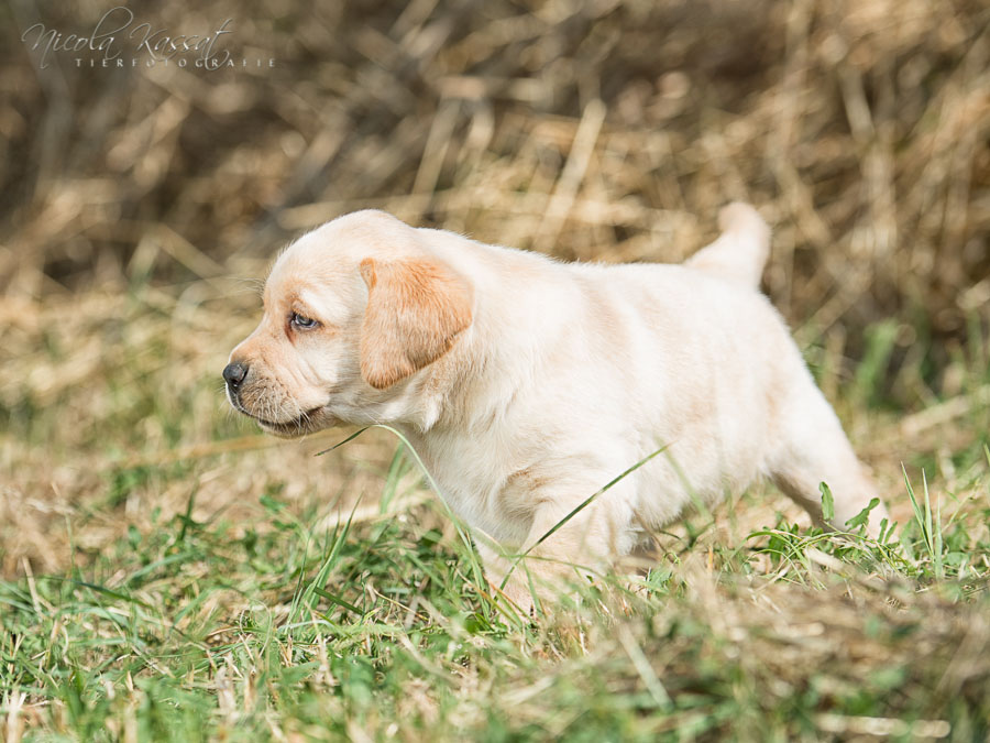Xanthos' Nachkommen "vom Wallh�user Weg" 23.08.2015