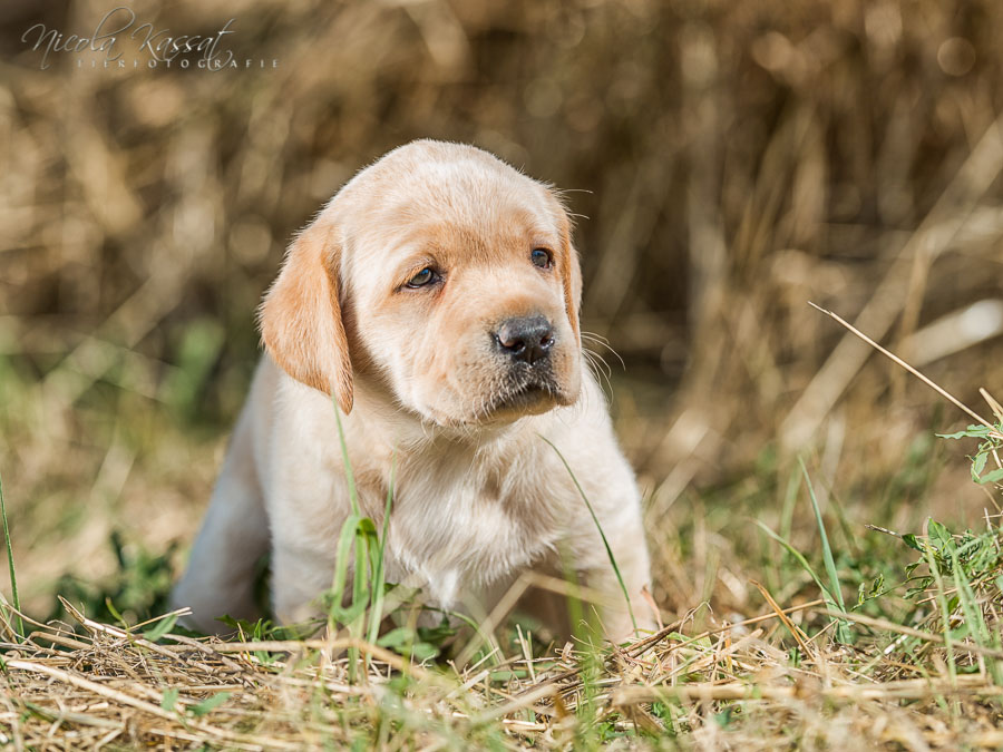 Xanthos' Nachkommen "vom Wallh�user Weg" 23.08.2015