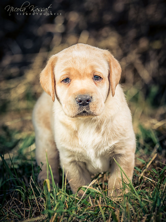 Xanthos' Nachkommen "vom Wallh�user Weg" 23.08.2015