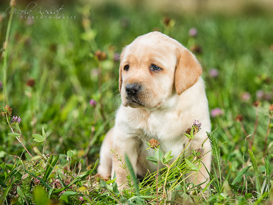 Xanthos' Nachkommen "vom Wallh�user Weg" 23.08.2015