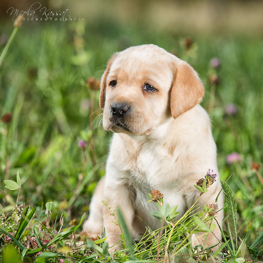 Xanthos' Nachkommen "vom Wallh�user Weg" 23.08.2015