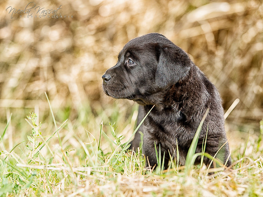 Xanthos' Nachkommen "vom Wallh�user Weg" 23.08.2015
