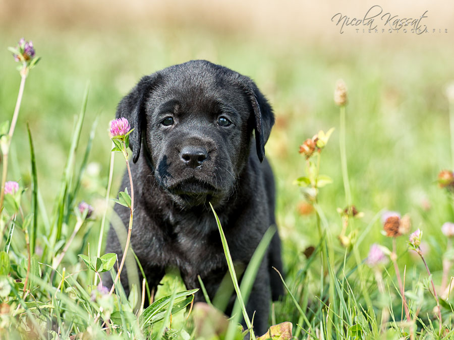 Xanthos' Nachkommen "vom Wallh�user Weg" 23.08.2015