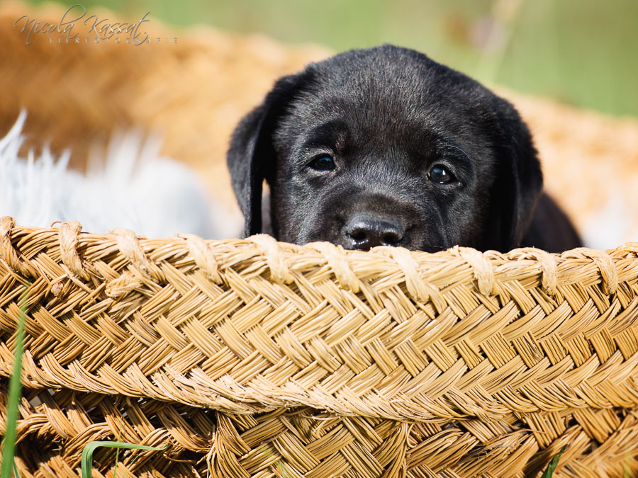 Xanthos' Nachkommen "vom Wallh�user Weg" 23.08.2015