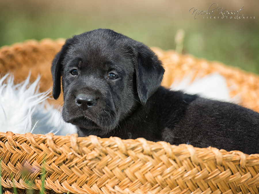 Xanthos' Nachkommen "vom Wallh�user Weg" 23.08.2015