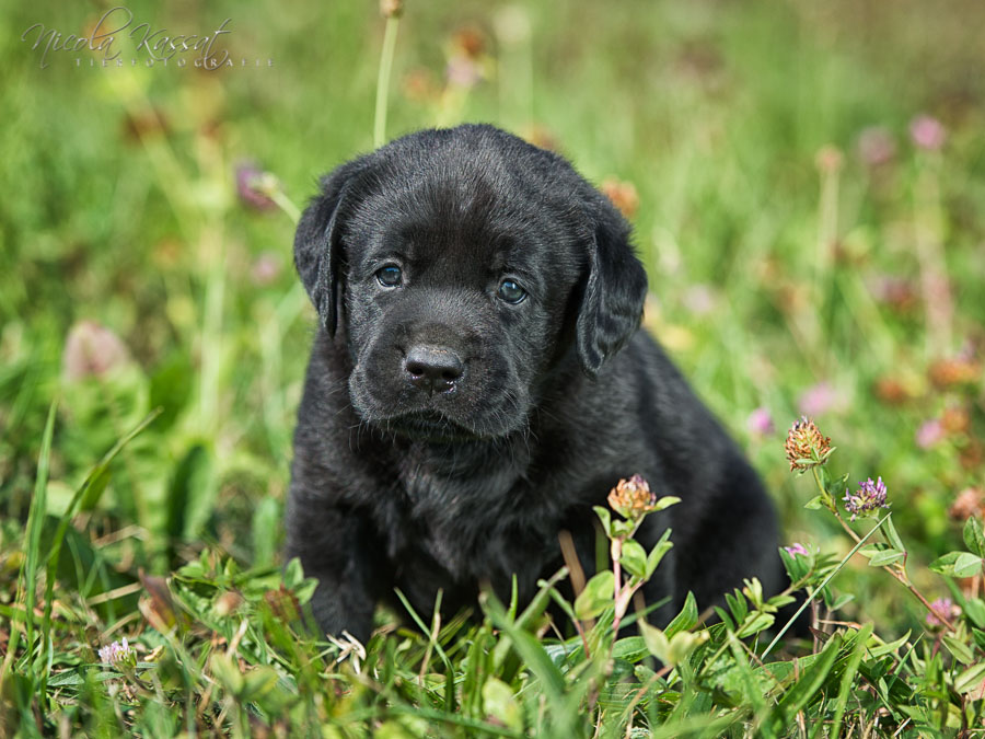 Xanthos' Nachkommen "vom Wallh�user Weg" 23.08.2015