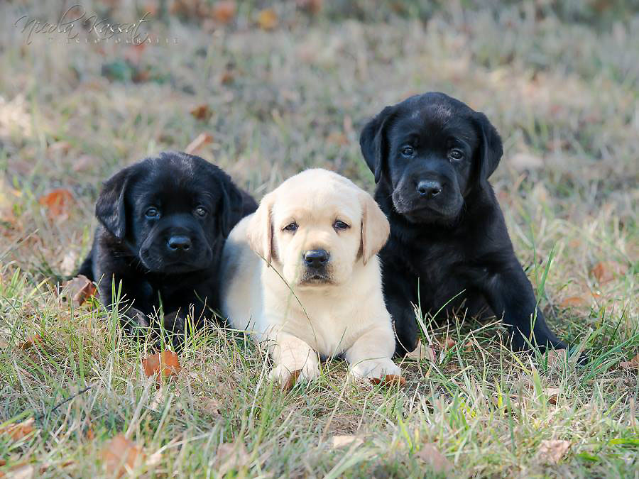 Xanthos' Nachkommen "vom Wallh�user Weg" 23.08.2015