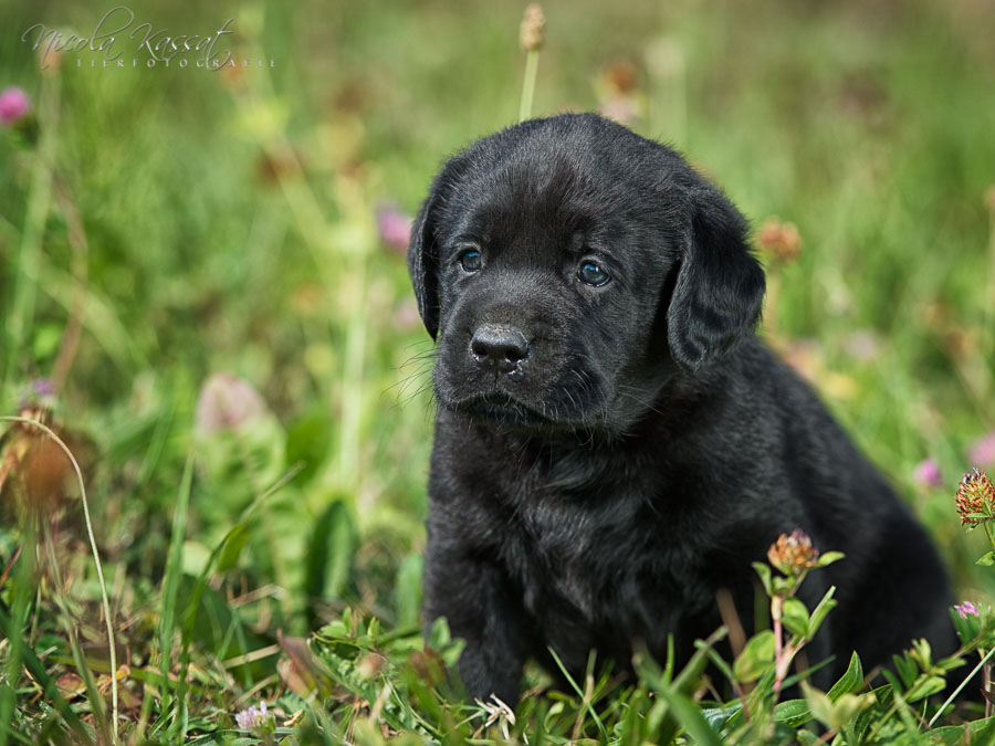 Xanthos' Nachkommen "vom Wallh�user Weg" 23.08.2015