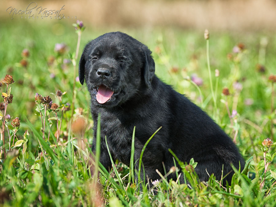 Xanthos' Nachkommen "vom Wallh�user Weg" 23.08.2015