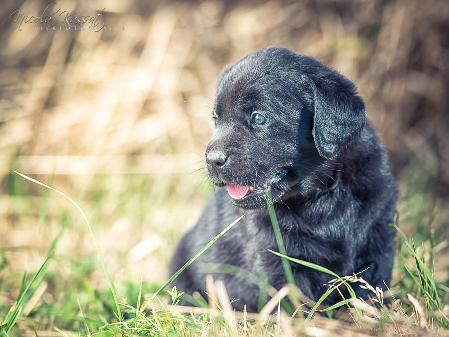 Xanthos' Nachkommen "vom Wallh�user Weg" 23.08.2015