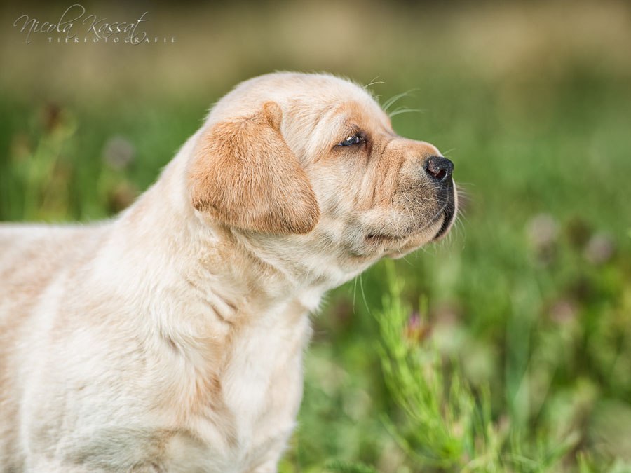 Xanthos' Nachkommen "vom Wallh�user Weg" 23.08.2015