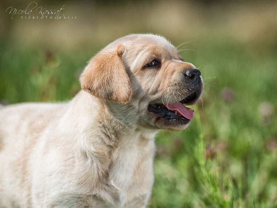 Xanthos' Nachkommen "vom Wallh�user Weg" 23.08.2015