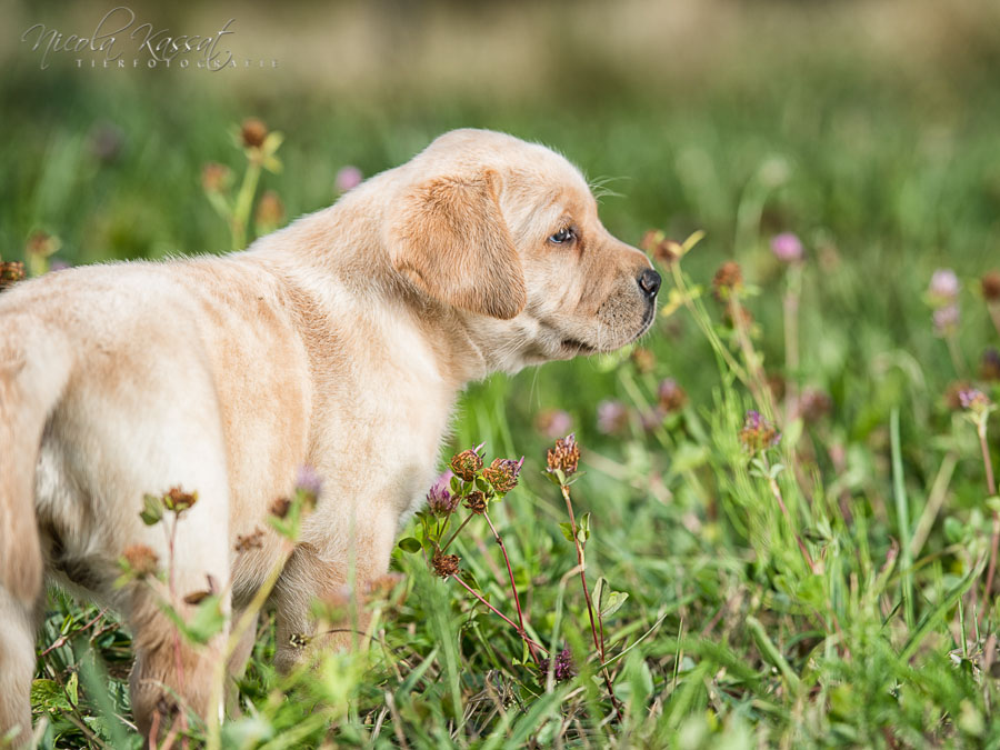 Xanthos' Nachkommen "vom Wallh�user Weg" 23.08.2015