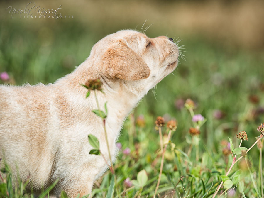 Xanthos' Nachkommen "vom Wallh�user Weg" 23.08.2015