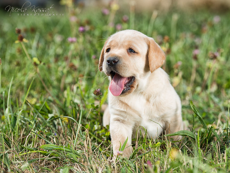 Xanthos' Nachkommen "vom Wallh�user Weg" 23.08.2015