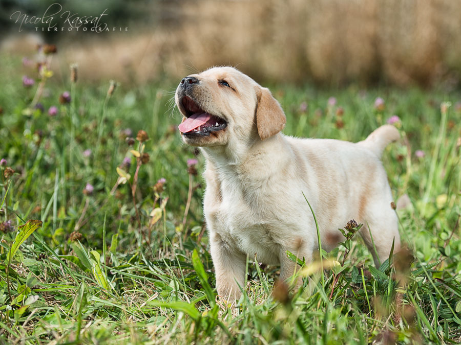 Xanthos' Nachkommen "vom Wallh�user Weg" 23.08.2015