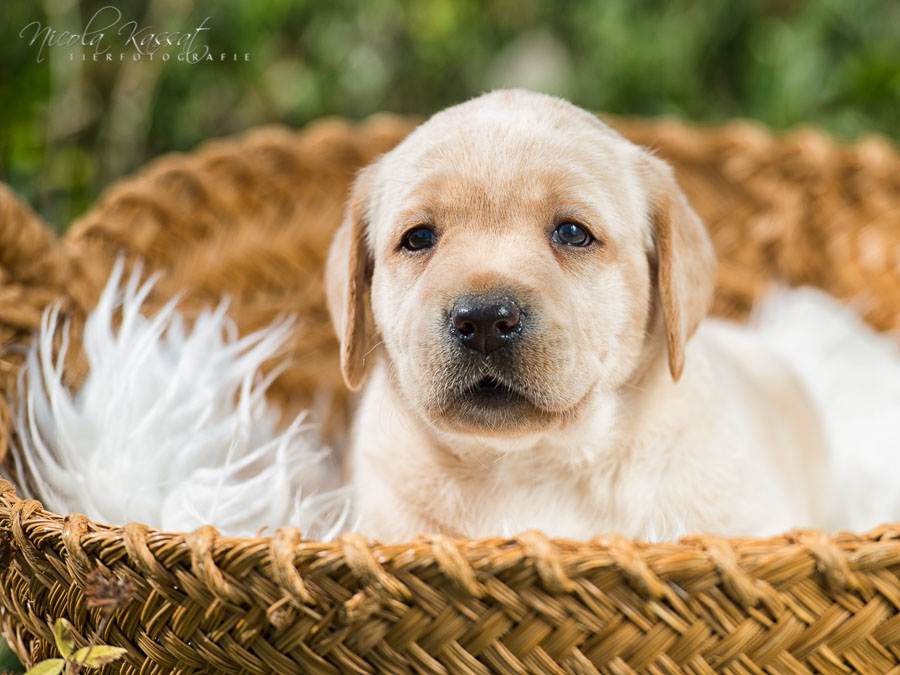 Xanthos' Nachkommen "vom Wallh�user Weg" 23.08.2015