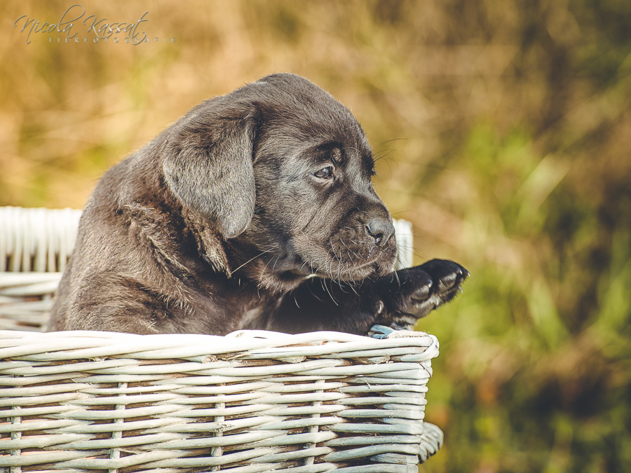 Xanthos' Nachkommen "vom Wallh�user Weg" 23.08.2015